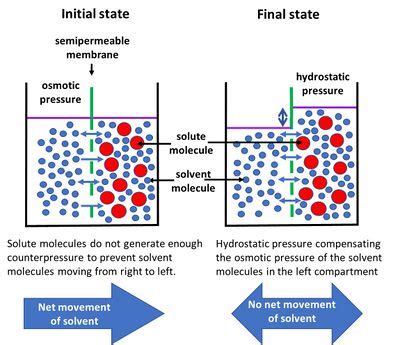 Osmosis - Coastal Wiki