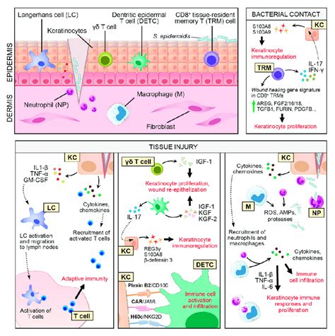 Keratinocyte-immune cell crosstalk in skin wound healing. Keratinocyte... | Download Scientific ...