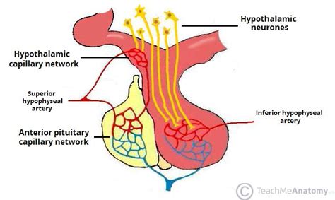 The Pituitary Gland - Structure - Vasculature - TeachMeAnatomy