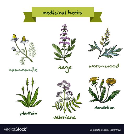 Medicinal plants hand drawn Royalty Free Vector Image