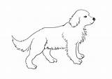 Filhote De Cachorro Golden Retriever Para download gratuito E Imagem  sketch template