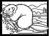 Beaver coloring  Free Animal pages sheets sketch template