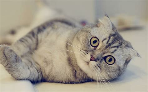 HD wallpaper: cat, breed, Scottish fold | Wallpaper Flare