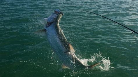 Key West Fishing Charters: Offshore, Deep Sea, Inshore, Eco Tours ...