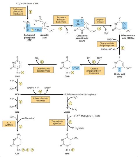 32 Nitrogen: Nucleotide Metabolism | Basicmedical Key