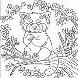 Cheerful Red Panda coloring Page  Download Print Or Color Online For Free sketch template