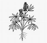 Botany Coloring Book Pages sketch template