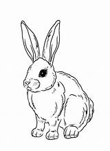 40  Rabbit Coloring Pages Free Printable PDF JPG PNG & Online sketch template