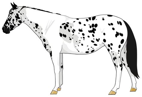 The true white areas of the tobiano pattern cover over the appaloosa ...