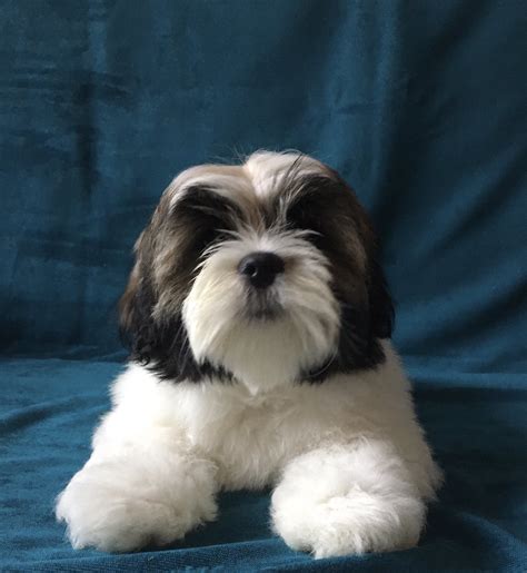 Lhasa Apso | Breed Information – Dogs Jelena Dog Shows