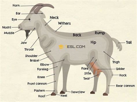 the parts of a goat are labeled in this graphic above it's name and ...