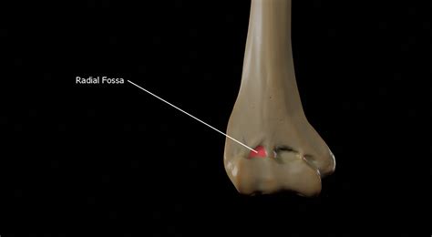 Humerus 3d Anatomy | Doc Jana