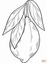 Lemon coloring Page  Free Printable Coloring Pages sketch template