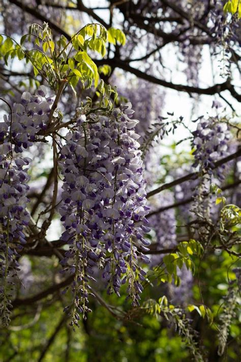 Explosion of Wisteria Flowers Stock Image - Image of beautiful, blue: 179909035