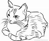 Ausmalbilder Katzen sketch template