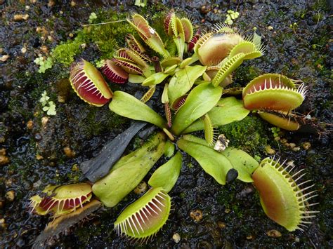 Gambar : alam, menanam, bunga, rimba, botani, Flora, fauna, tropis, tanaman karnivora, yg makan ...