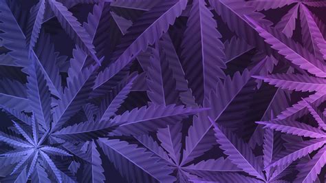 Purple leafs of cannabis plant, wallpaper with marijuana plant, top ...