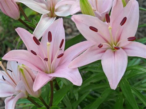 Lilium 'Tiny Athlete' (Dwarf Asiatic Lily) - World of Flowering Plants