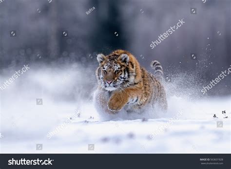 Young Siberian Tiger Attacking Prey Panthera Stock Photo 563631928 | Shutterstock