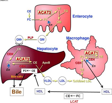 Figure 1.4 from Analysis of acyl coenzyme A: cholesterol ...