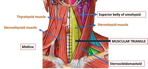 Anterior Triangle of Neck – Submental and Muscular Triangles – Anatomy QA