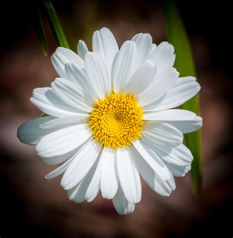 White Daisy Flowers
