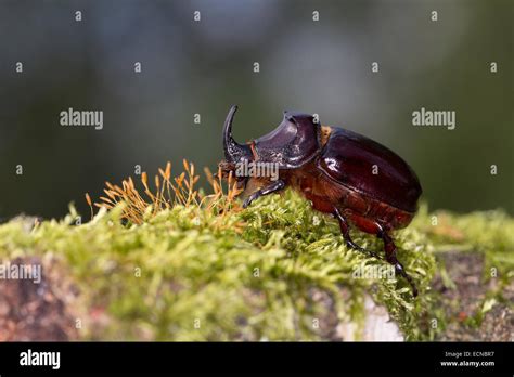 European rhinoceros beetle, Rhinoceros beetle, male, Nashornkäfer, Männchen, Nashorn-Käfer ...