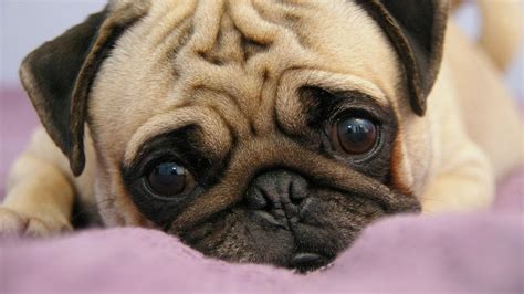 Puppies Pug Wallpapers - Wallpaper Cave