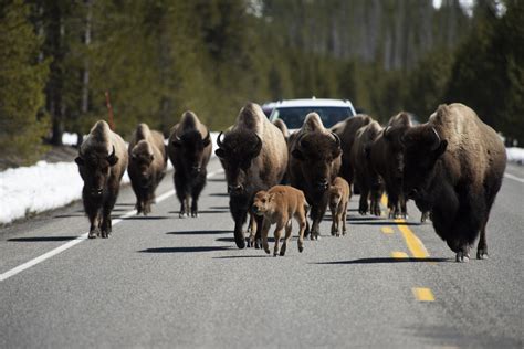 Yellowstone Bison 'Set the Terms of Springtime' and Create the 'Best ...