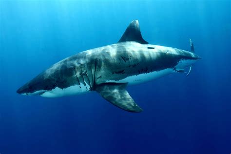 Download Animal Great White Shark 4k Ultra HD Wallpaper