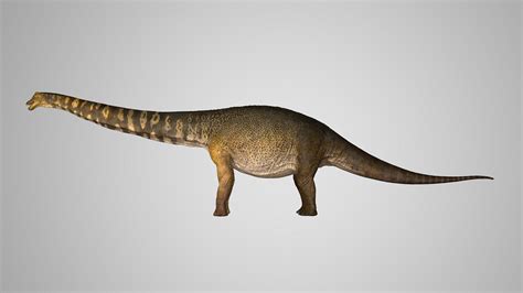 Dinosaur Found In Australia Was 2 Stories Tall And The Length Of A Basketball Court | UPR Utah ...