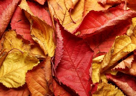 Texture - Autumn leafs Free Photo Download | FreeImages