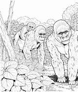 Free Gorilla Coloring Pages sketch template
