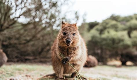 Quokka population will take over a decade to fully recover from ...