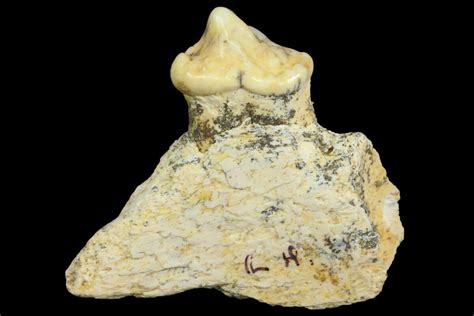 1.5" Cave Bear (Ursus) Fossil Jaw Section with Tooth - L'Herm, France (#154867) For Sale ...