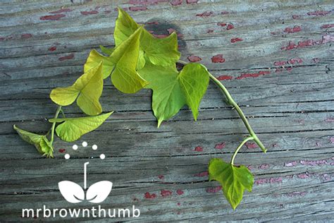 Ornamental Sweet Potato Vine Propagation : MrBrownThumb