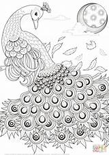 25 Free Peacock Coloring Pages For Kids And Adults sketch template