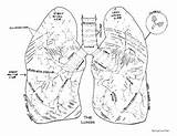Human Lungs Coloring Pages sketch template