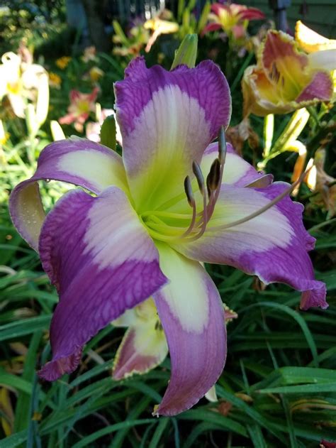 Photo of Daylily (Hemerocallis 'Chicago Girls') uploaded by Ahead | Day lilies, Deck landscaping ...