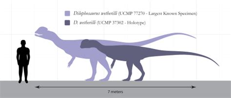 Dilophosaurus | Facts & Information About Dilophosaurus | Dinosaur