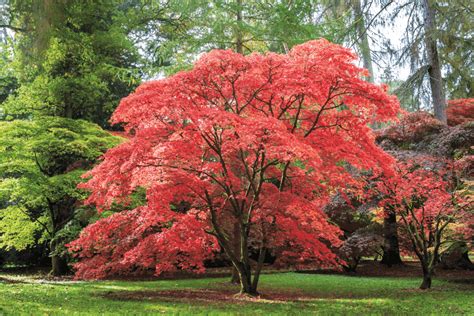 Do Japanese Maple Trees Lose Their Leaves?