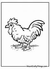 Chicken And Rooster Coloring Pages sketch template