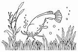 20  Catfish Coloring Pages Free Printable PDF & Online sketch template