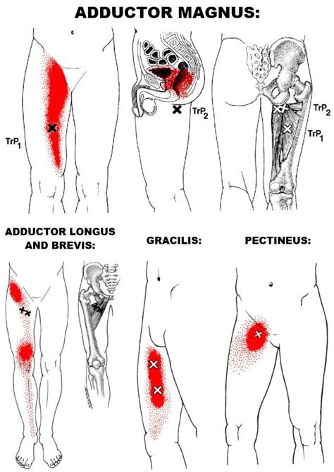 Pin op Anatomy