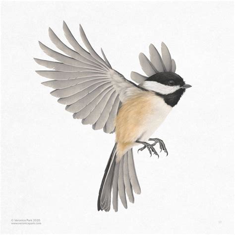 Black Capped Chickadee, an art print by Veronica Park | Chickadee drawing, Chickadee tattoo ...