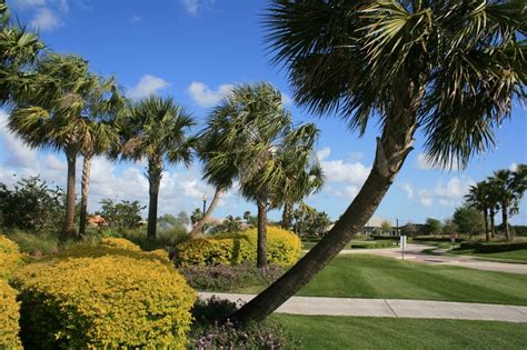 Sabal palms | Palm trees, Palm, Plants