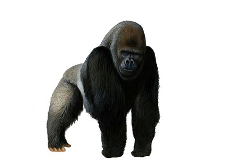 Gorilla PNG Transparent Images - PNG All