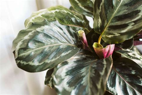 How to Grow Calathea Indoors