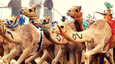 Camel Racing Beauty Pageants in Saudi Arabia | Richest Races | Saudi Scoop