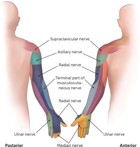 Cutaneous Interventions Dermatome Upper Extremity - Dermatomes Chart ...